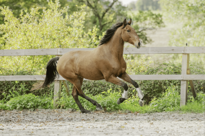 Cheval lusitanien pp