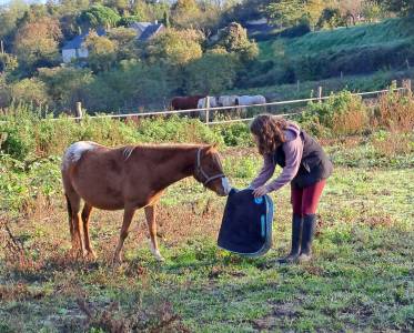 Pouliche welsh part bred