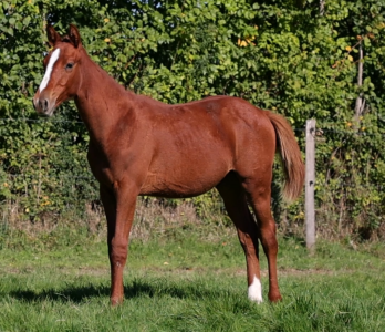 Poulain 2024, casallo z x nabab de rêve