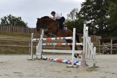 Cheval de sport kwpn