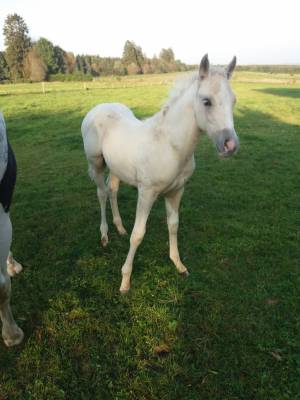 Poulain palomino à vendre 