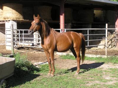 Plusieurs chevaux arabes et dsa  à vendre 