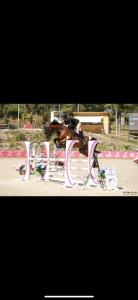 Cheval de concours 