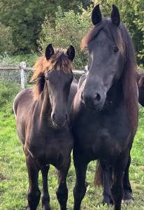 Pouliche frisonne de 2 ans