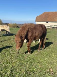 Ponette type shetland 