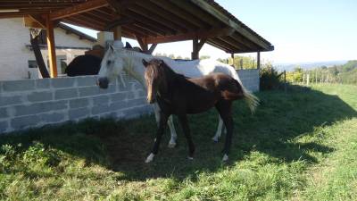 Poulain barbe 2 ans