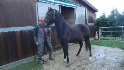 Poulain barbe 2 ans