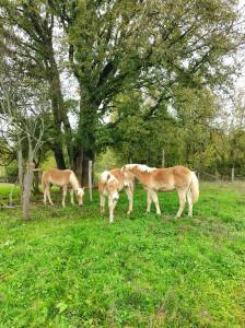 Poulains haflinger