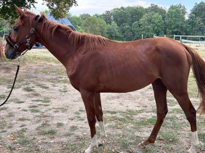 Mister bonnefont - poulain 2 ans - entier - pur sang