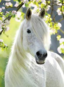 SEJOUR EQUESTRE EN SAONE ET LOIRE