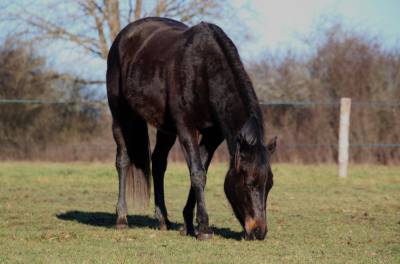 Jument quarter horse appendix 