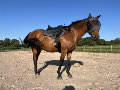 Cheval selle français 