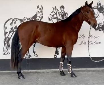 Magnifique hongre tf baie de 3ans pp