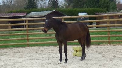 Selle français – 3ans – hongre – 165cm – bai