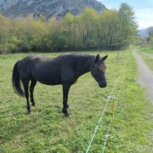 Plusieurs chevaux de merens pleins papiers