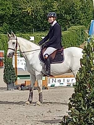 Bavallon de moreton cheval de 14 ans cso