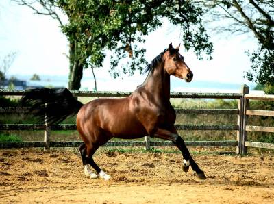 Sf pour dressage, cso ou cce. 