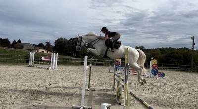 A vendre cheval de 12 ans, selle italien, de 1.71m