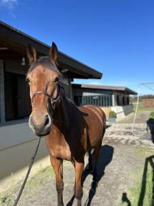 Jeune cheval à vendre 