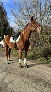 Cheval pp loisir ou sport 10 ans