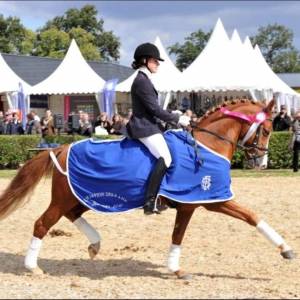 Dein prinz sl : top étalon poney drp agré en pfs pour cso et dressage