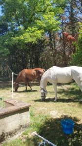 Chevaux pour retraite