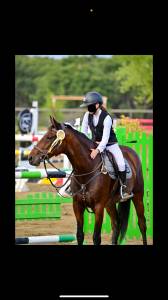 Cheval hongre 10 ans ideal  pour commencer amateur