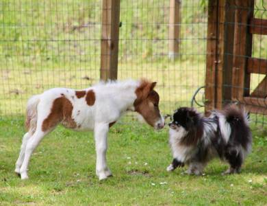 Pouliche mini shetland pleins papiers homozygote pie