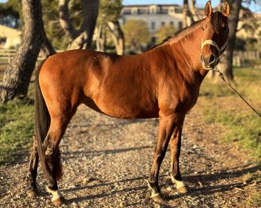 Jument pure race lusitanienne de 13 ans (2012)