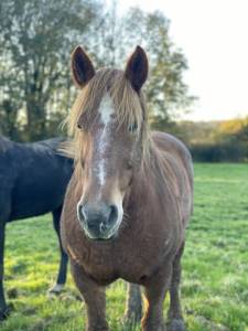 à vendre : la jument cob normande qui fait rêver ! 