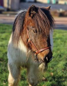 Poulain shetland standard pie bai