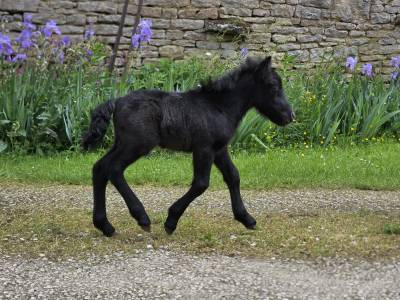 Poulain shetland intermédiaire pp