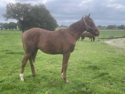 Yearling aa