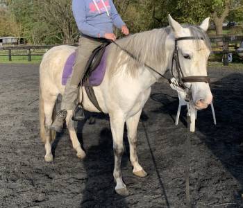 Plusieurs chevaux cherchent leur famille…