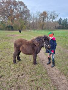 Pouliche shetland pp 