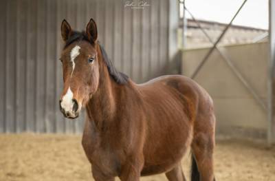 Jeune cheval 3 ans 