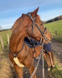 Hongre anglo-arabe x quarter horse 6 ans 
