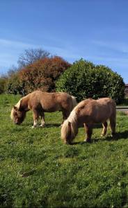 Donne 2 poneys shetland