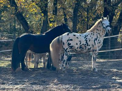 Poney cheval d appalooza leopard