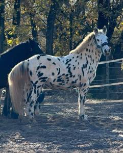 Poney cheval d appalooza leopard