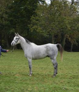 Superbe cheval gris de 8 ans , 157cm, plein papier