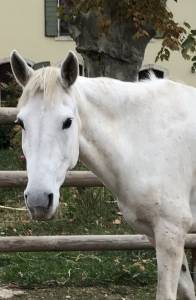 Jolie jument camarguaise 