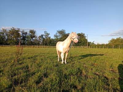 Le jour : saillie étalon poney pie cremello 