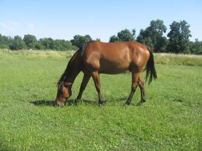 Vend parcelle pour chevaux