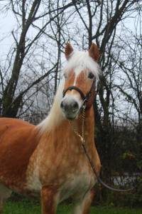 Belle jument haflinger