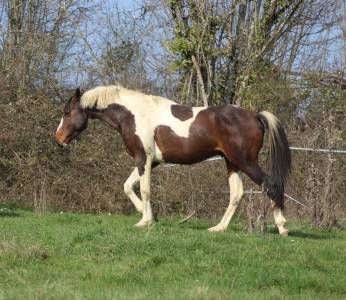 Etalon pie heterozygote par quality bois margot x limbo