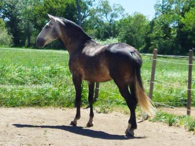 Cheval lusitanien de 10 ans