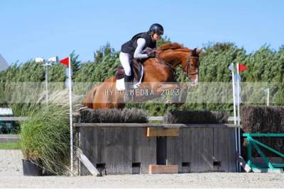 Sbs cheval de sport belge, hongre, 6 ans 