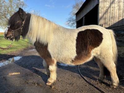 Ponette shetland pp 