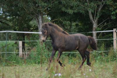 Pouliche welsh part-bred 2024